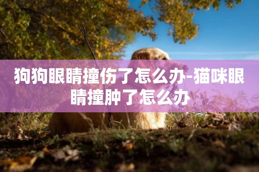 狗狗眼睛撞傷了怎么辦-貓咪眼睛撞腫了怎么辦