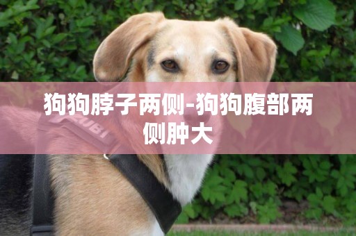 狗狗脖子兩側-狗狗腹部兩側腫大