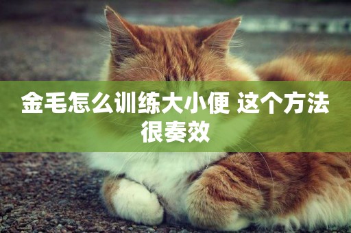 金毛怎么訓練大小便 這個方法很奏效
