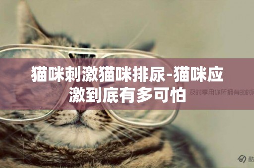 貓咪刺激貓咪排尿-貓咪應激到底有多可怕