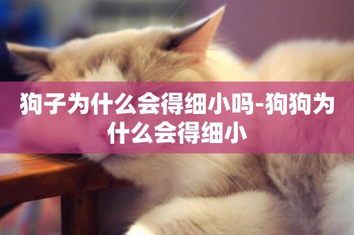 狗子為什么會得細小嗎-狗狗為什么會得細小