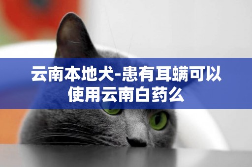 云南本地犬-患有耳螨可以使用云南白藥么