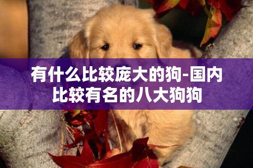 有什么比較龐大的狗-國內比較有名的八大狗狗