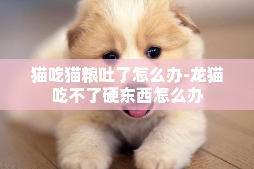 貓吃貓糧吐了怎么辦-龍貓吃不了硬東西怎么辦