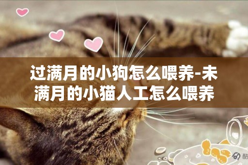 過滿月的小狗怎么喂養-未滿月的小貓人工怎么喂養