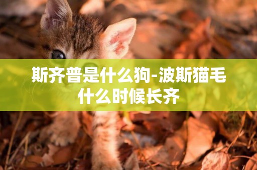 斯齊普是什么狗-波斯貓毛什么時候長齊