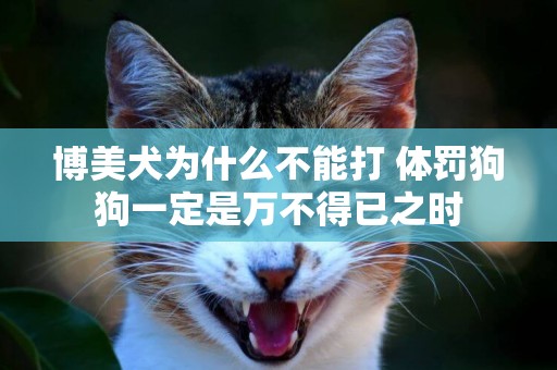 博美犬為什么不能打 體罰狗狗一定是萬不得已之時