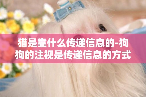 貓是靠什么傳遞信息的-狗狗的注視是傳遞信息的方式