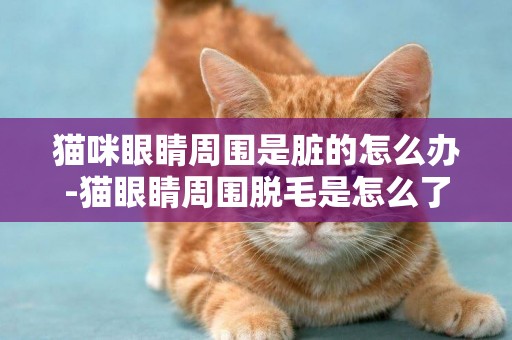 貓咪眼睛周圍是臟的怎么辦-貓眼睛周圍脫毛是怎么了