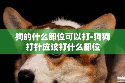 狗的什么部位可以打-狗狗打針應該打什么部位