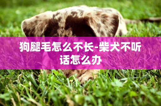 狗腿毛怎么不長-柴犬不聽話怎么辦