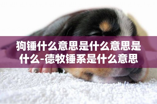 狗錘什么意思是什么意思是什么-德牧錘系是什么意思