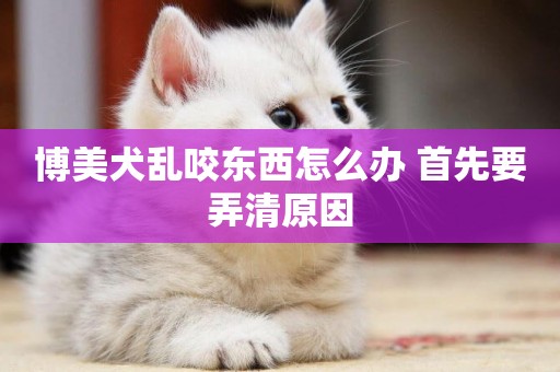 博美犬亂咬東西怎么辦 首先要弄清原因