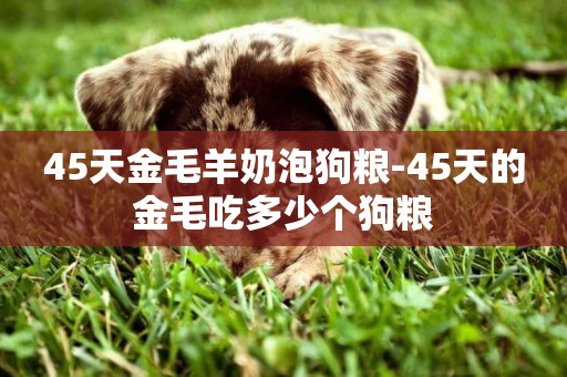 45天金毛羊奶泡狗糧-45天的金毛吃多少個狗糧