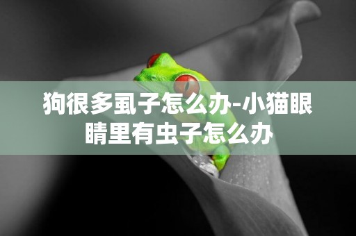 狗很多虱子怎么辦-小貓眼睛里有蟲子怎么辦