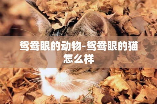 鴛鴦眼的動物-鴛鴦眼的貓怎么樣