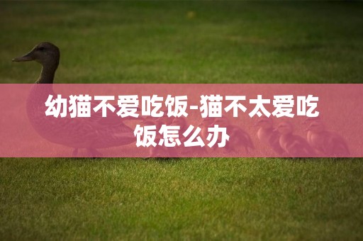 幼貓不愛吃飯-貓不太愛吃飯怎么辦