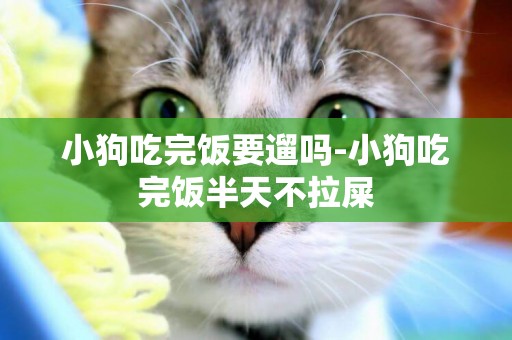 小狗吃完飯要遛嗎-小狗吃完飯半天不拉屎