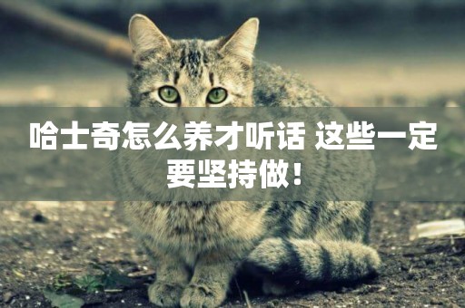 哈士奇怎么養才聽話 這些一定要堅持做! 哈士奇怎么養才聽話 這些一定要堅持做!