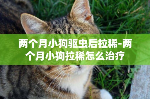 兩個月小狗驅蟲后拉稀-兩個月小狗拉稀怎么治療
