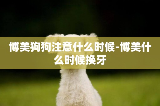 博美狗狗注意什么時候-博美什么時候換牙