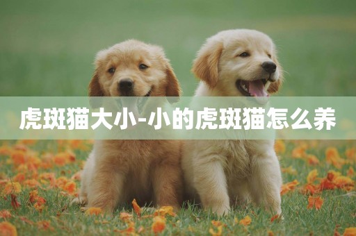 虎斑貓大小-小的虎斑貓怎么養