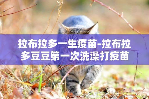 拉布拉多一生疫苗-拉布拉多豆豆第一次洗澡打疫苗