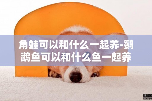 角蛙可以和什么一起養-鸚鵡魚可以和什么魚一起養