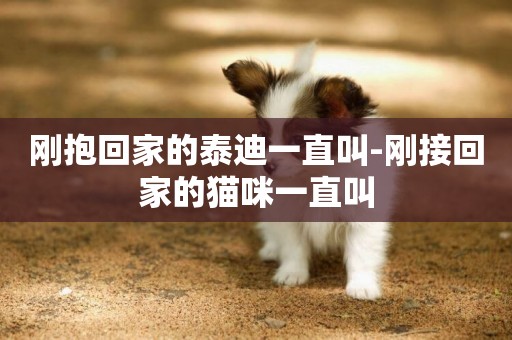 剛抱回家的泰迪一直叫-剛接回家的貓咪一直叫