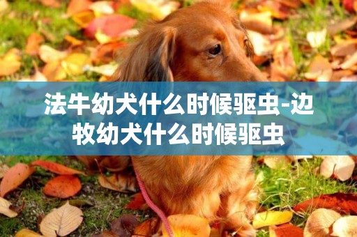 法牛幼犬什么時候驅蟲-邊牧幼犬什么時候驅蟲