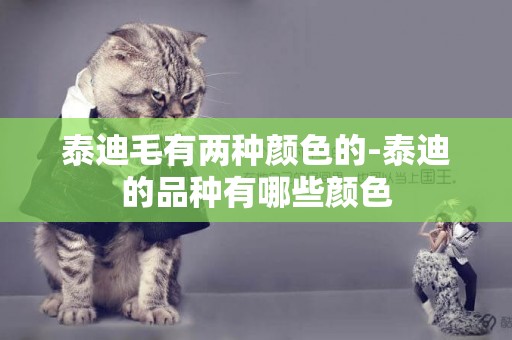 泰迪毛有兩種顏色的-泰迪的品種有哪些顏色