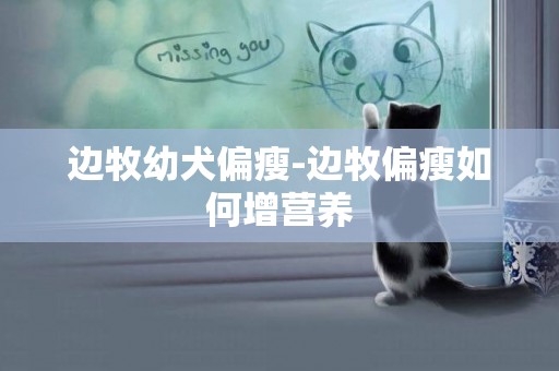 邊牧幼犬偏瘦-邊牧偏瘦如何增營養