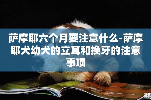 薩摩耶六個月要注意什么-薩摩耶犬幼犬的立耳和換牙的注意事項