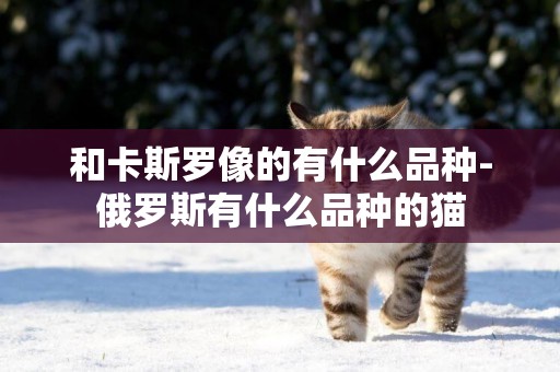 和卡斯羅像的有什么品種-俄羅斯有什么品種的貓