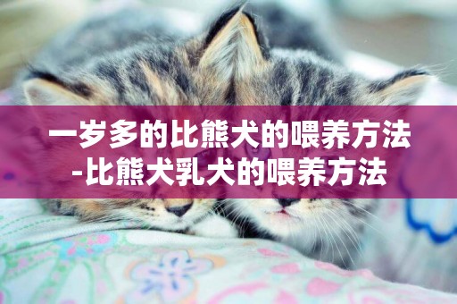 一歲多的比熊犬的喂養方法-比熊犬乳犬的喂養方法