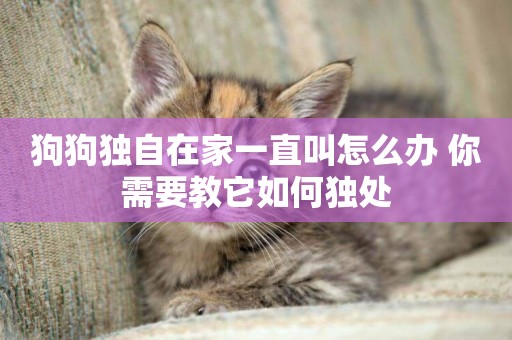 狗狗獨自在家一直叫怎么辦 你需要教它如何獨處
