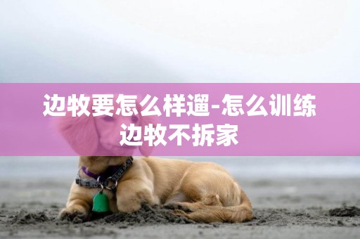 邊牧要怎么樣遛-怎么訓練邊牧不拆家