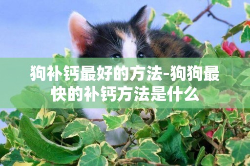狗補鈣最好的方法-狗狗最快的補鈣方法是什么