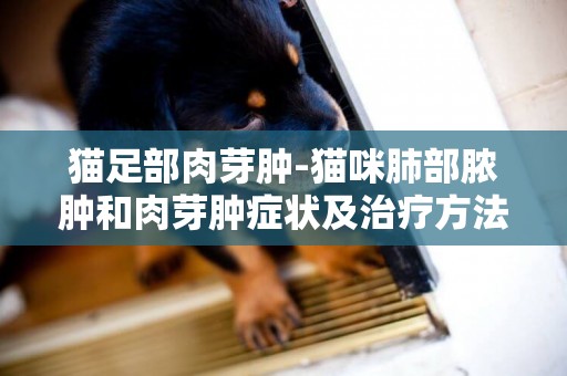 貓足部肉芽腫-貓咪肺部膿腫和肉芽腫癥狀及治療方法