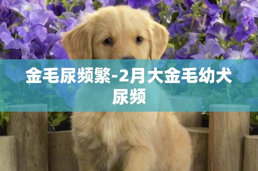 金毛尿頻繁-2月大金毛幼犬尿頻
