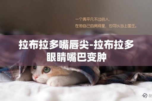 拉布拉多嘴唇尖-拉布拉多眼睛嘴巴變腫