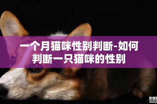 一個月貓咪性別判斷-如何判斷一只貓咪的性別