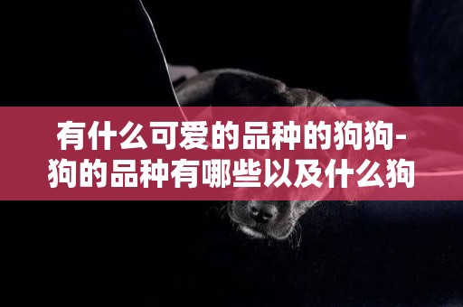 有什么可愛的品種的狗狗-狗的品種有哪些以及什么狗最護主
