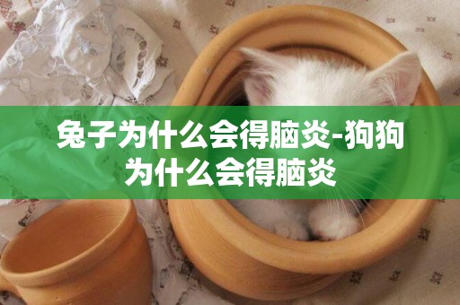 兔子為什么會得腦炎-狗狗為什么會得腦炎