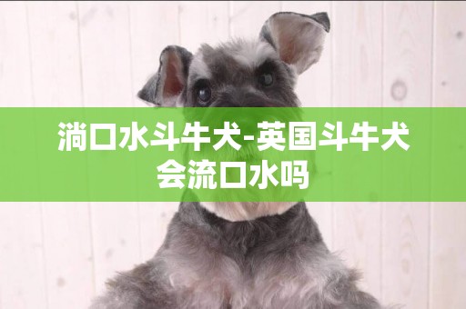 淌口水斗牛犬-英國斗牛犬會流口水嗎