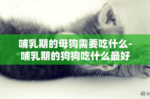 哺乳期的母狗需要吃什么-哺乳期的狗狗吃什么最好
