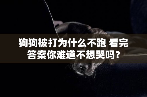 狗狗被打為什么不跑 看完答案你難道不想哭嗎？