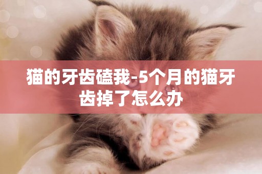 貓的牙齒磕我-5個月的貓牙齒掉了怎么辦
