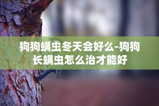 狗狗螨蟲冬天會好么-狗狗長螨蟲怎么治才能好