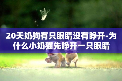 20天奶狗有只眼睛沒有睜開-為什么小奶貓先睜開一只眼睛